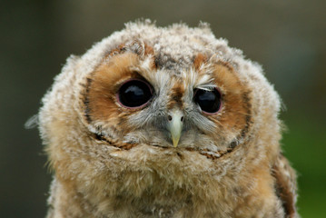 jeune hibou