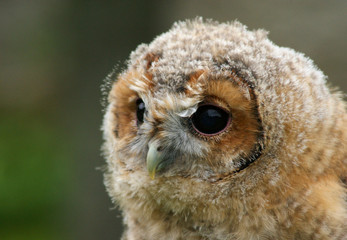 jeune hibou