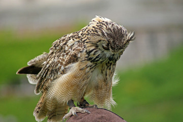 Hibou grand duc