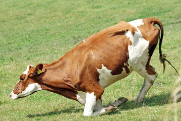 brown white cow on pasture close up