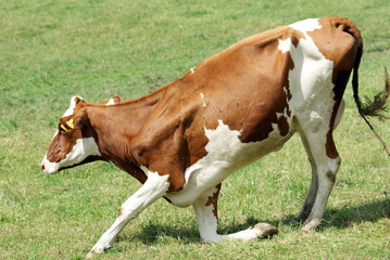 Fototapeta na wymiar brown white cow on pasture close up