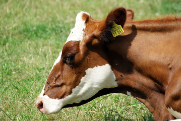 brown white cow on pasture close up