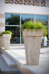 pot with a plant at the entrance to a luxurious hotel