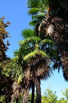 Parc de Valrose, Nice