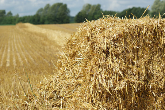 Cornfield after harvest stubble with straw