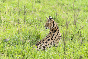 Tansania-Serval-14513