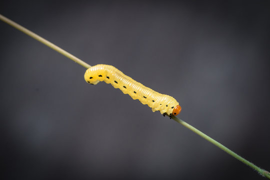 Chenille Hepialus Humuli sur brin d'herbe