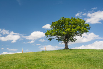 Fototapeta na wymiar Tree in a field