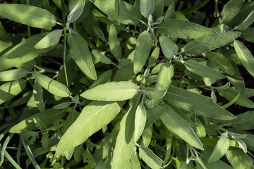 Sage herb plant