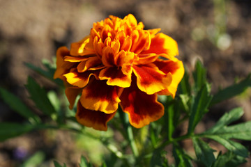 Marigold flower.