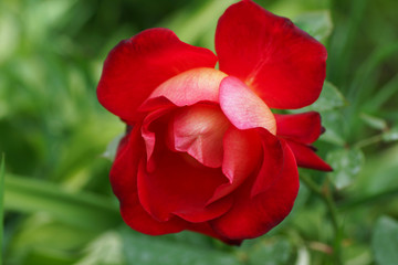 Obraz na płótnie Canvas Red roses in the garden.