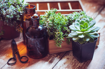 House plants and bottles