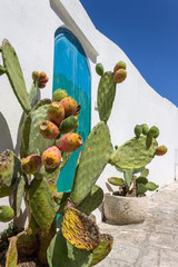 Prickly pears cactus