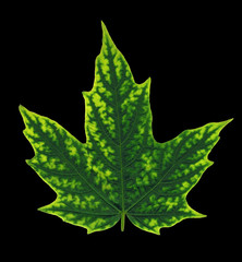 Rare green maple leaf