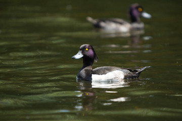 Tufted Duck, Aythya fuligula