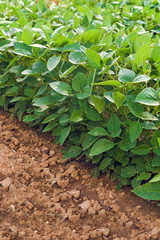 Soy plants in cultivated agricultural field
