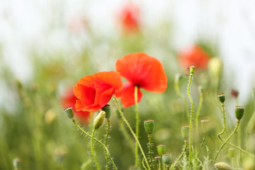 Obraz premium Poppy flowers, outdoors