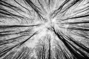 Beech forest on the sky background