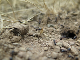 Formiche lavoratrici5