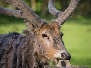 Father David's Deer