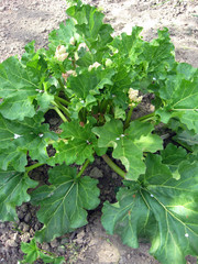 Bush of rhubarb