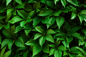 Nature background with green leaves