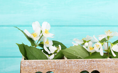 Beautiful spring composition with jasmine flowers
