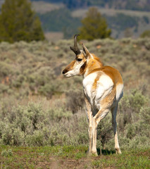 Male Pronghorn Antelope reart view
