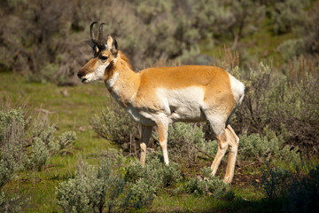 Male Pronghorn Antelope walks through scrub brush