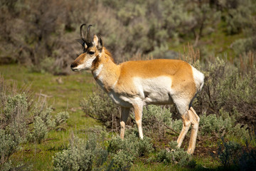 Naklejka na ściany i meble Male Pronghorn Antelope in profile