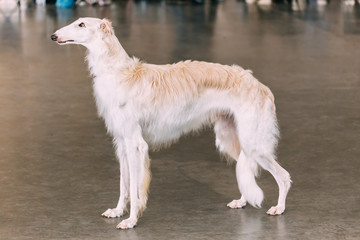 White Dog Russian Borzoi Wolfhound