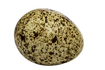 One quail egg