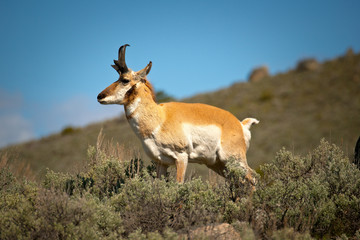 Naklejka na ściany i meble Pronghorn Antelope surveys countryside
