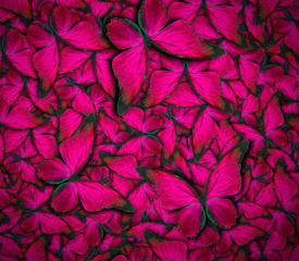 Naklejka premium beautiful butterfly background