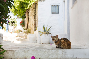 Typical on the cyclades: wild cats on the road.