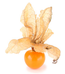 Physalis fruit, isolated on white