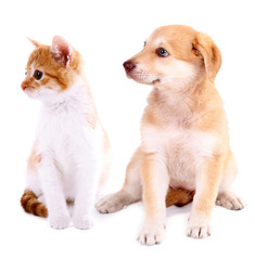 Little kitten and retriever puppy isolated on white