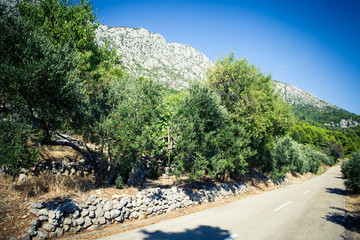 Sad oliwny © fototc