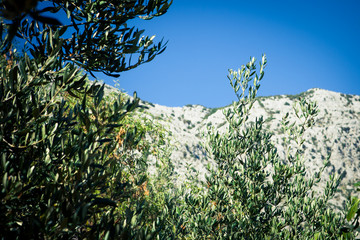 Sad oliwny © fototc