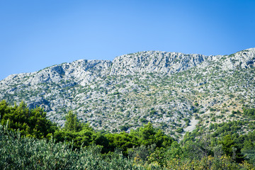 Sad oliwny © fototc