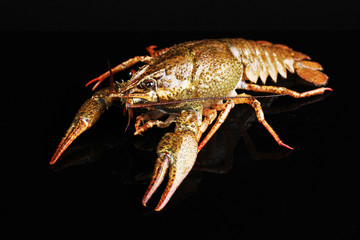 Alive crayfish isolated on black