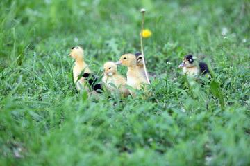 Little cute ducklings on green grass, outdoors