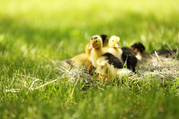 Little cute ducklings on hay, outdoors