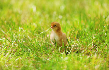 Little cute chicken on green grass, outdoors