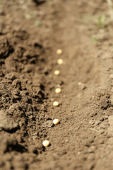 Sowing seeds into soil