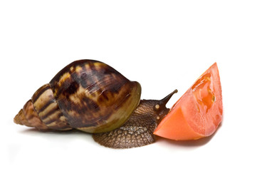 Schnecke mit Tomate