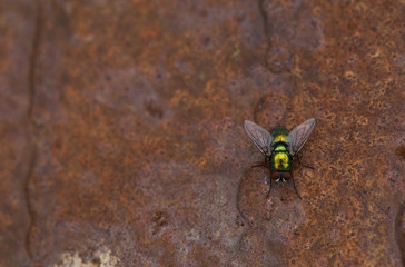 Fliege auf Rost