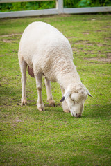 White sheep in the field