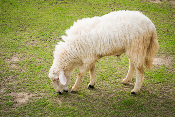 White sheep in the field
