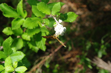 Schöner Schmetterling in Frankreich 1